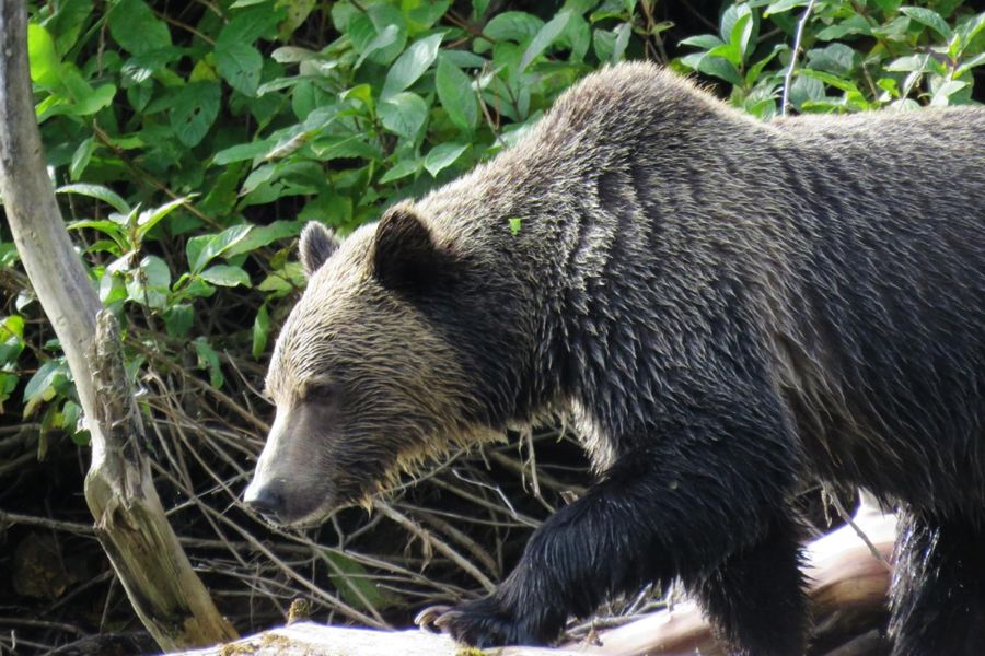 Closeup van een grizzly beer in de wildernis van British Columbia in Canada.